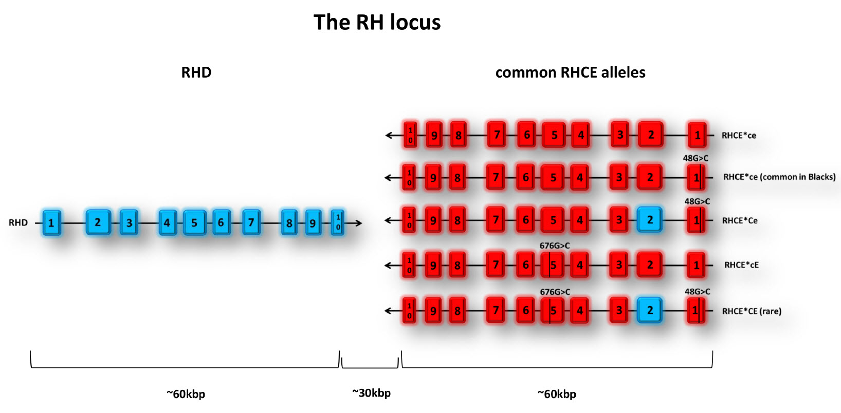 RHCE Table - The RH Locus